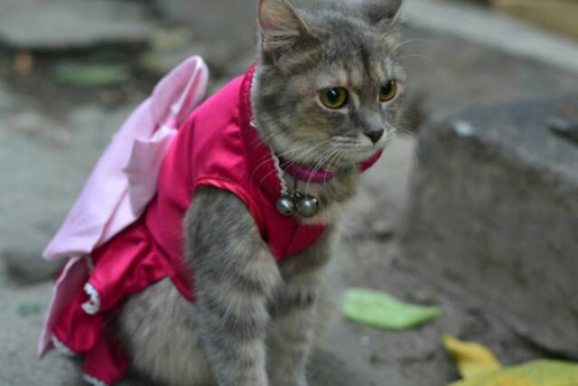 Dress satin pink fanta untuk kucing &amp; anjing /Jual Baju Kucing Terlengkap &amp; Berkualitas size S-XL