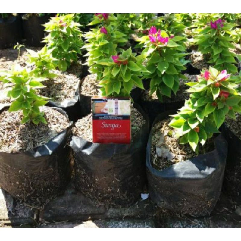 tanaman hias Bougenville Singapura ungu