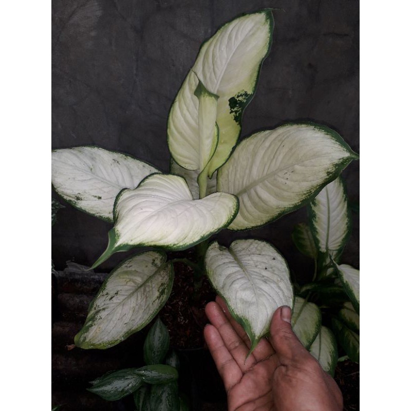 Tanaman hias Aglonema tisu jumbo