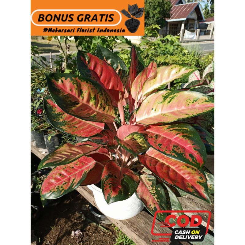 (COD)Aglonema Pink Kochin Hello Kitty