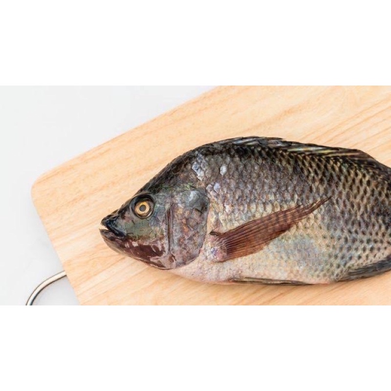 

Ikan nila segar