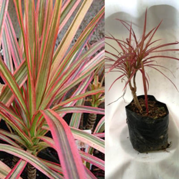 Tanaman Dracena Tricolor Merah