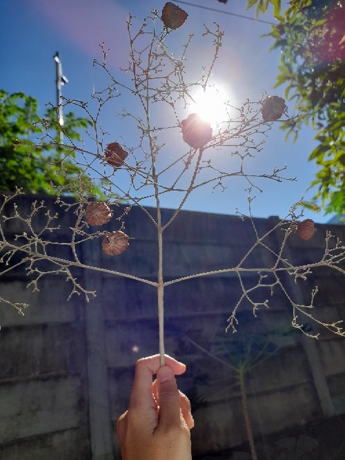 Atasan Batik Wanita Blouse Batik Model Jowo Free Masker Bahan Katun Size S-m-l-xl-xxl-3l-4l-5l