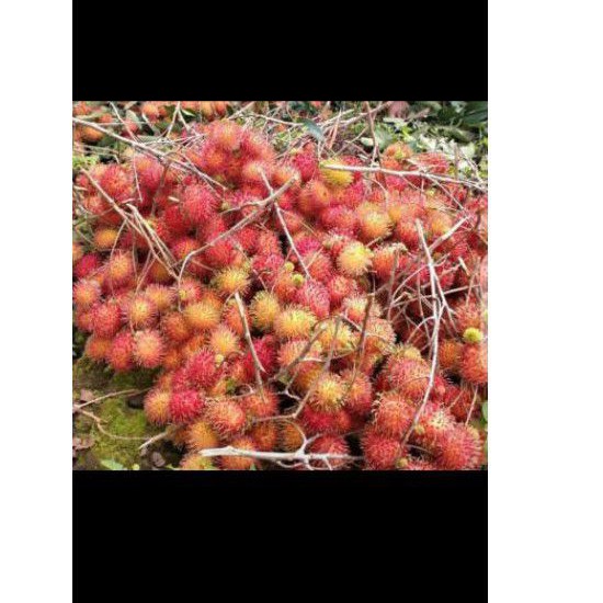 

Rambutan 1 kg