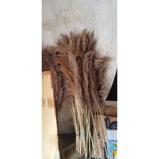 daun kering pampas bulu lokal 10 batang SUPER QUALITY daun kering pampas bulu lokal 10 batang SUPER QUALITY