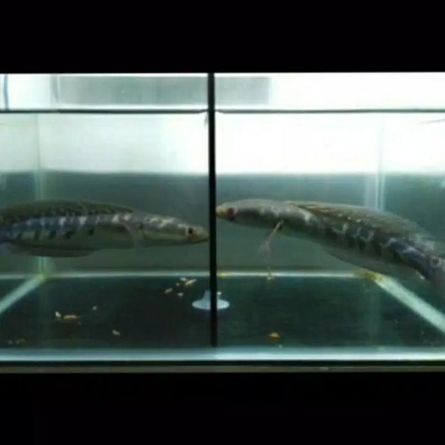 Terlaris Channa/Chana Maru Yellow Sentarum/Ys Murah