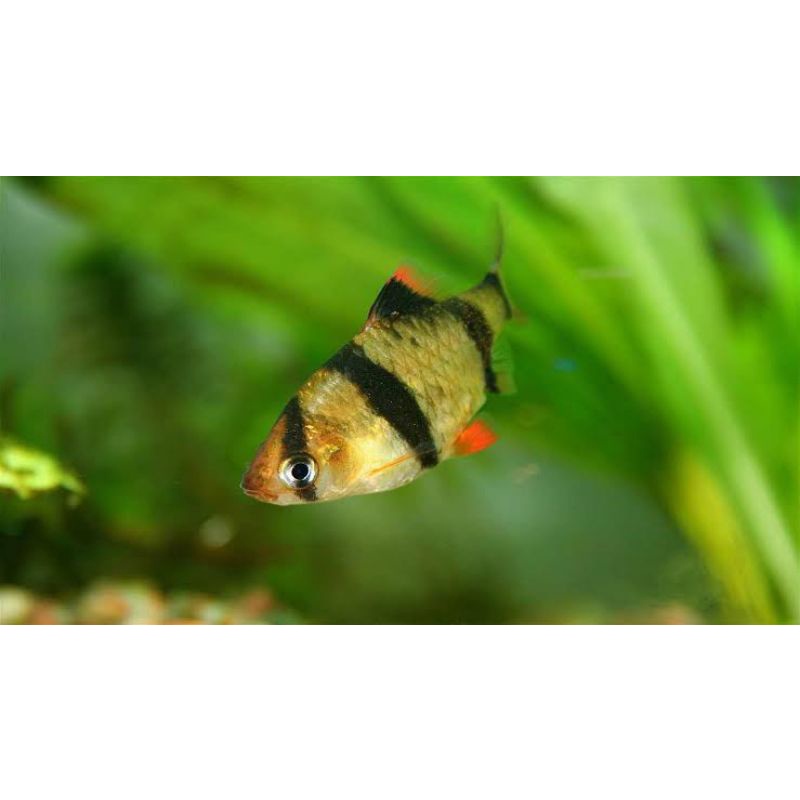 Ikan Sumatra Tiger barb