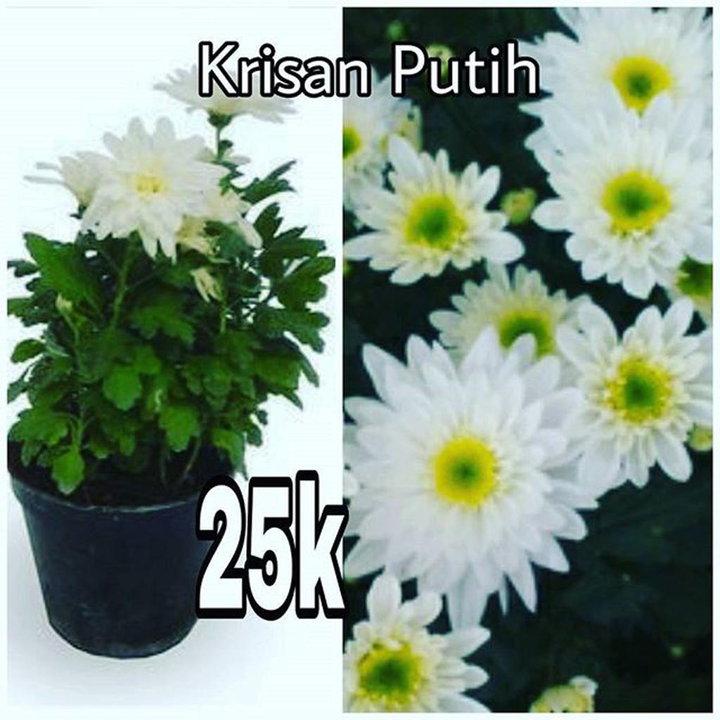 Bunga Krisan Putih -Bibit Tanaman HIDUP Bukan Biji-