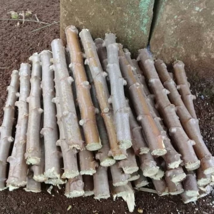 Bibit Stek Batang Pohon Singkong Apuy/Singkong Putih - Pohon Singkong