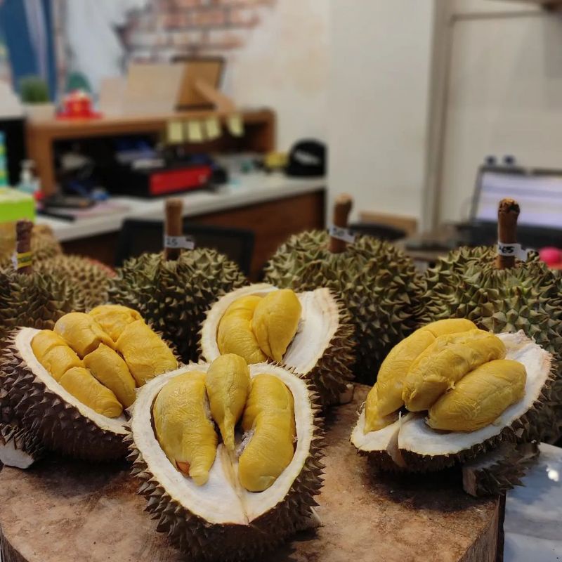 Bibit Tanaman Buah Durian Montong Hasil Okulasi Cangkok Cepat Berbuah