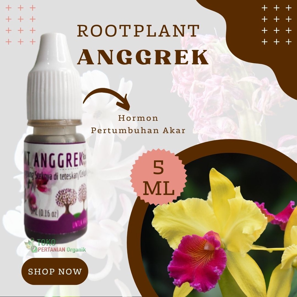 hormon penumbuh keiki anggrek Sikat Gigi, Perangsang anggrek berbunga merawat anggrek supaya cepat b