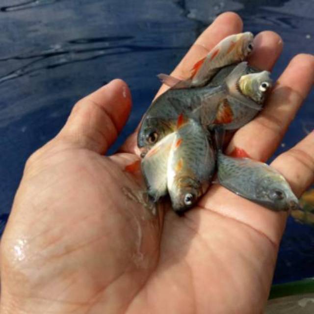 Bibit Ikan bawal murah