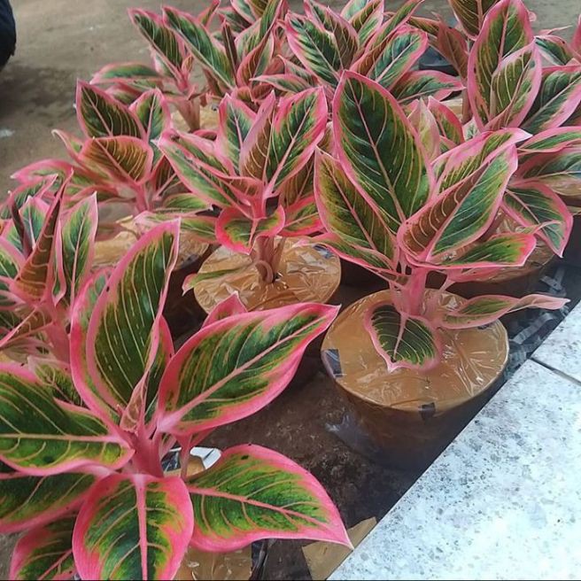 Bonggolan Aglonema LotusDelight