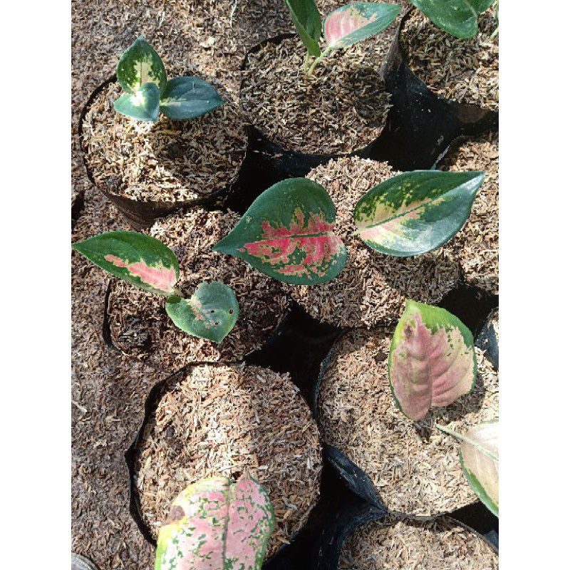 BUNGA AGLAONEMA ANAKAN SULTAN BRUNAI || AGLO SULTAN BRUNAI