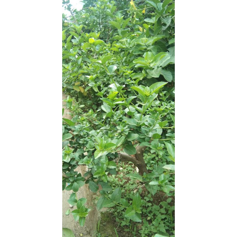 Bonsai Sancang (bahan stek)