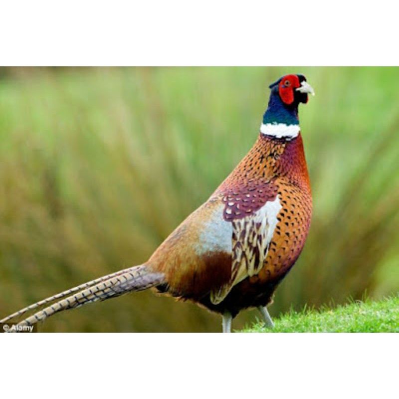 

TELUR AYAM HIAS RINGNECK PHEASANT GREEN UNTUK DITETASKAN