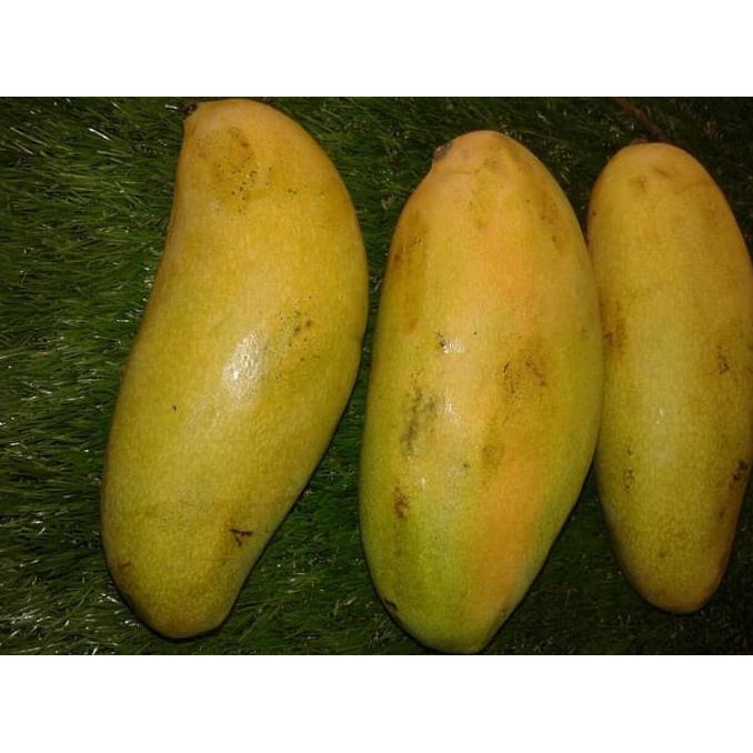 *-* tanaman pohon buah mangga harum manis