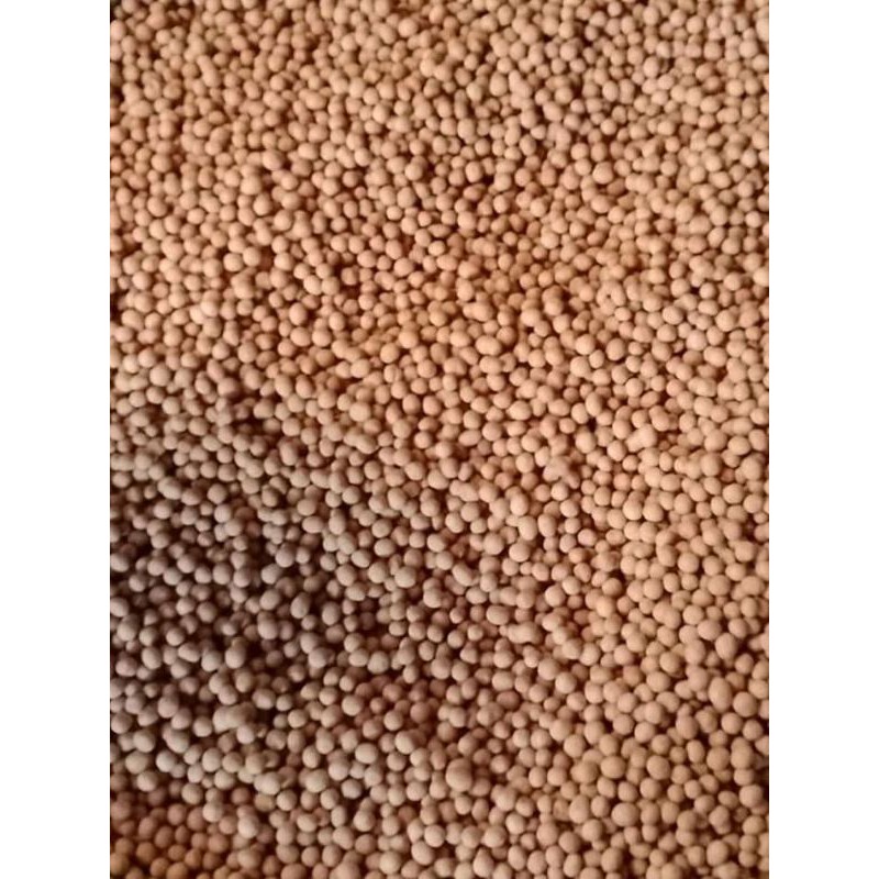 

Kacang Telor