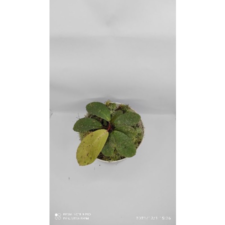 Tanaman Hias Hutan Homalomena dolphin mini unik sp sumatera Utara