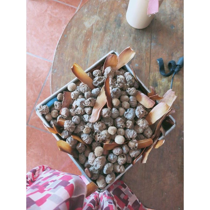 Biji Jati dan Biji Mahoni