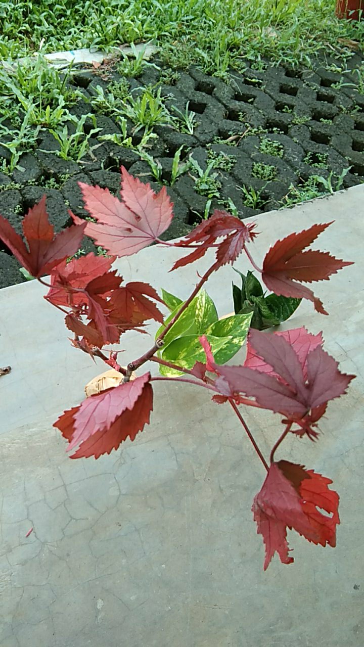 Tanaman Hias Red Maple Panama