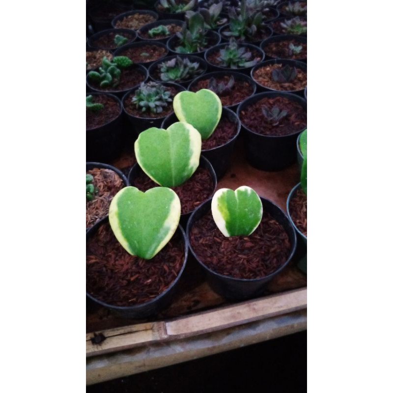 tanaman hoya love / hoya kerii variegata pinggir