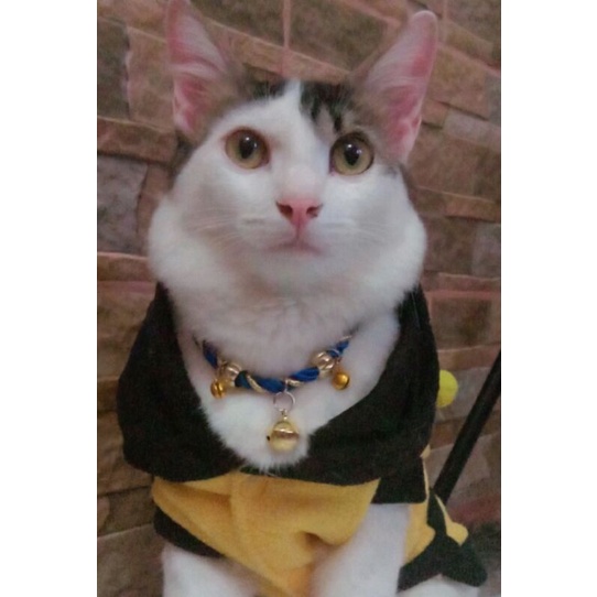 kalung kucing biru lonceng 3 mewah dan elegant