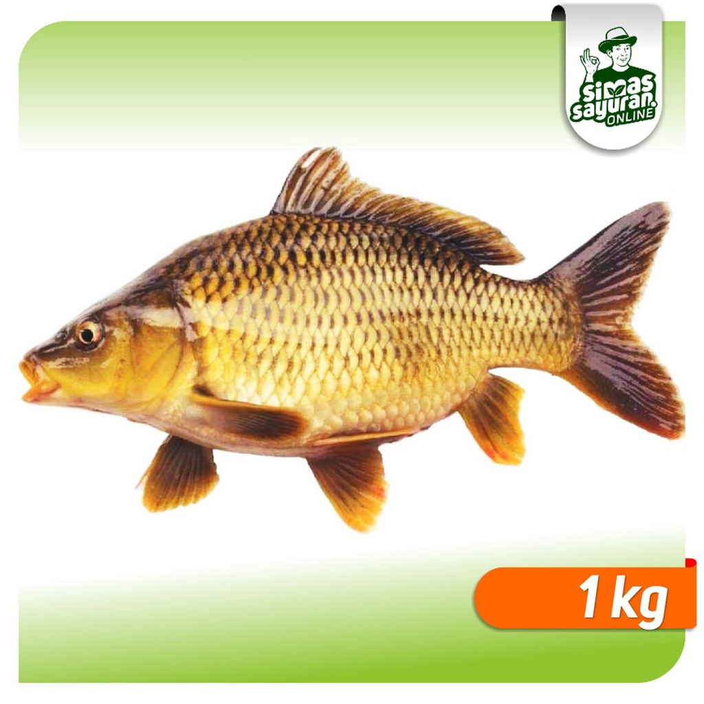 

Ikan Mas Tombro Bersih 1 kg