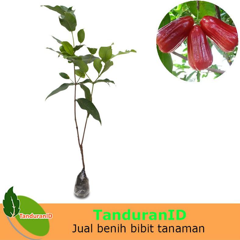 Oxy Bibit Tanaman Jambu Air Kesuma Merah