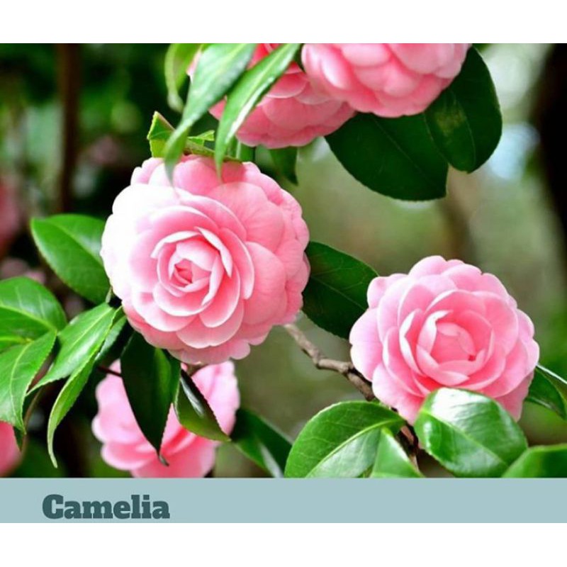 Camelia Mulai Berbunga Murah /Bibit Bunga Camelia