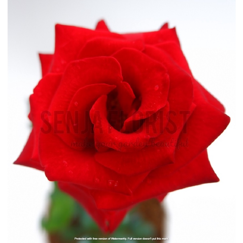 Tanaman Bunga Mawar Merah - Berbunga/Kuncup