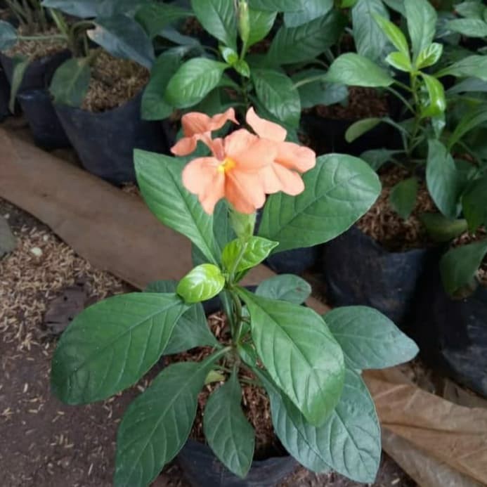 Tanaman Hias Rosandra Bunga Orange