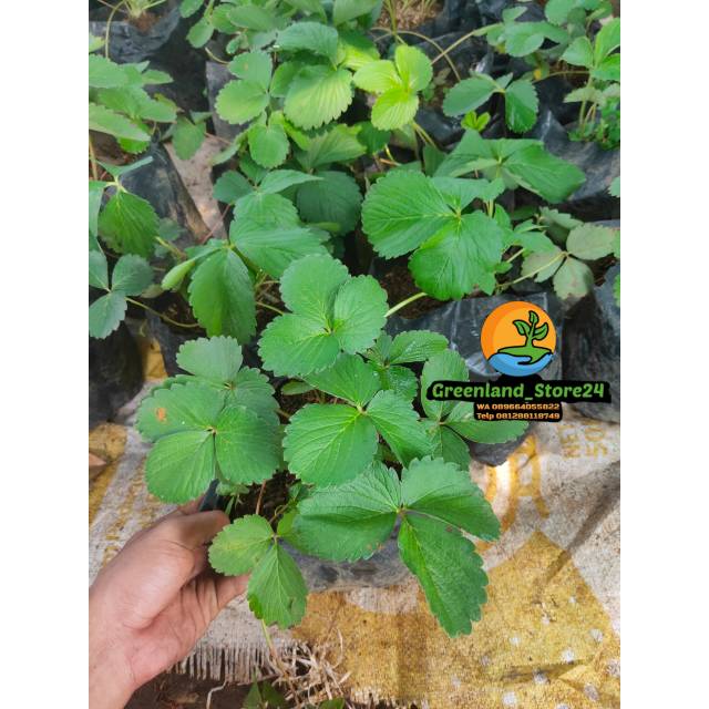 tanaman stroberi - strawberry  - tanaman buah stroberi - stroberi - tanaman buah - bibit