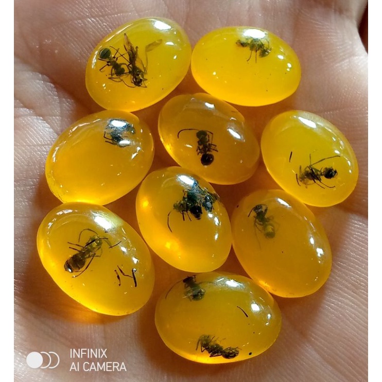 Lepasan getah pohon katilayu semut