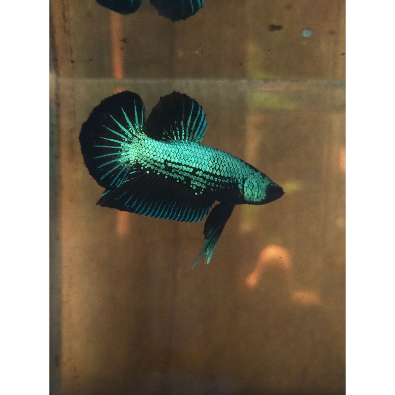 Cupang black green samurai