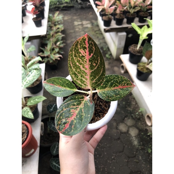 Aglaonema Ken Dedes