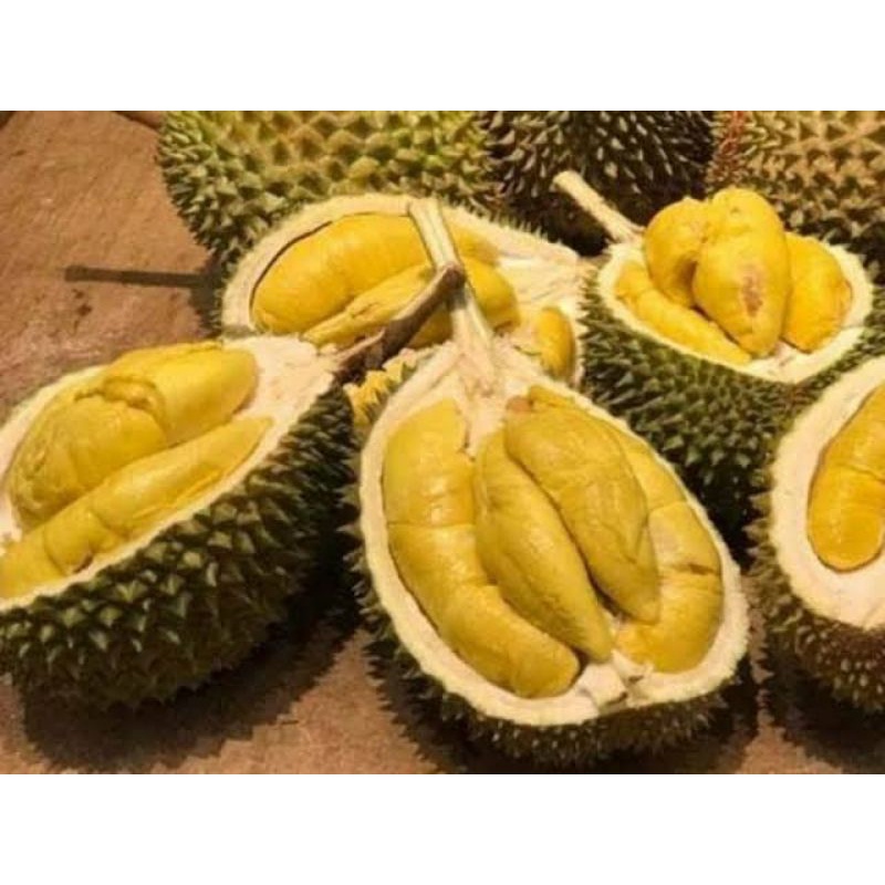 Bibit durian simas termanis