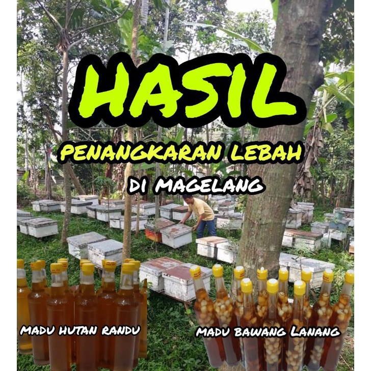 

madu hutan murni & madu bawang Lanang/ bawang tunggal