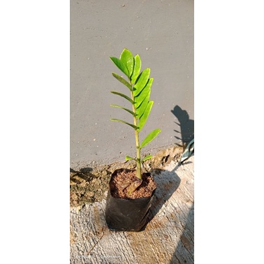 tanaman zamia dollar/jamia dollar/tanaman hias zamia