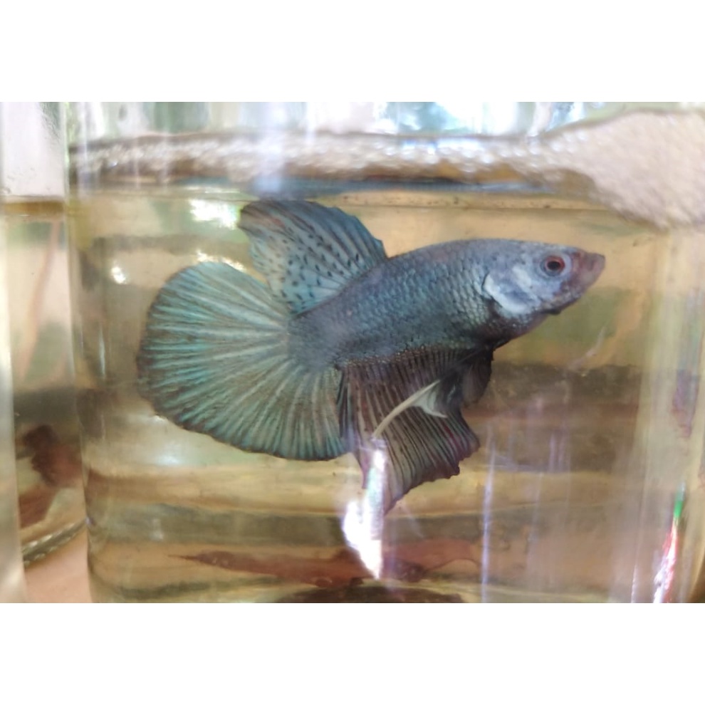 Cupang HMPK Silver Cooper