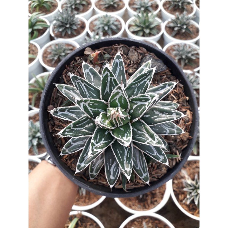 AGAVE VICTORIAE REGINAE COMPACTA