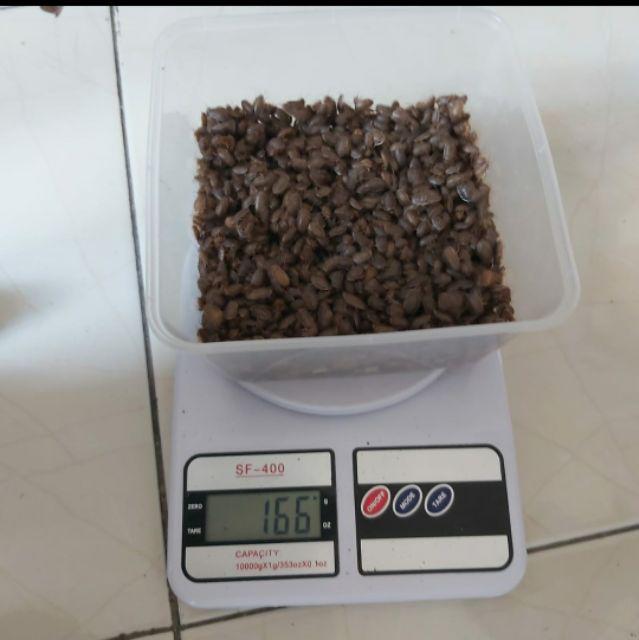 Paket Murah Kecoa Dubia Baby 0,5cm 200ribu Isi 1500ekoran