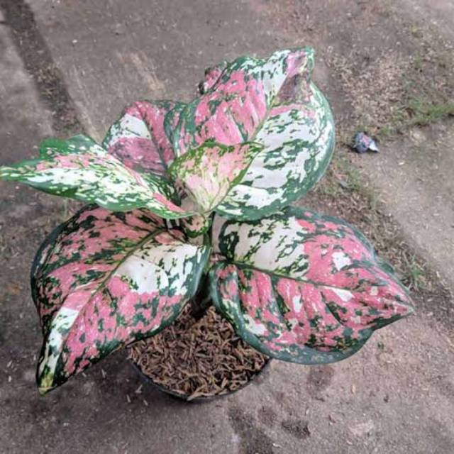 Aglonema tri colour