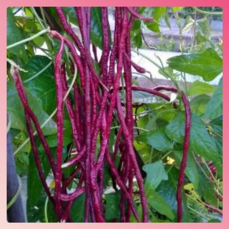 Benih Kacang Panjang Ungu 3 biji