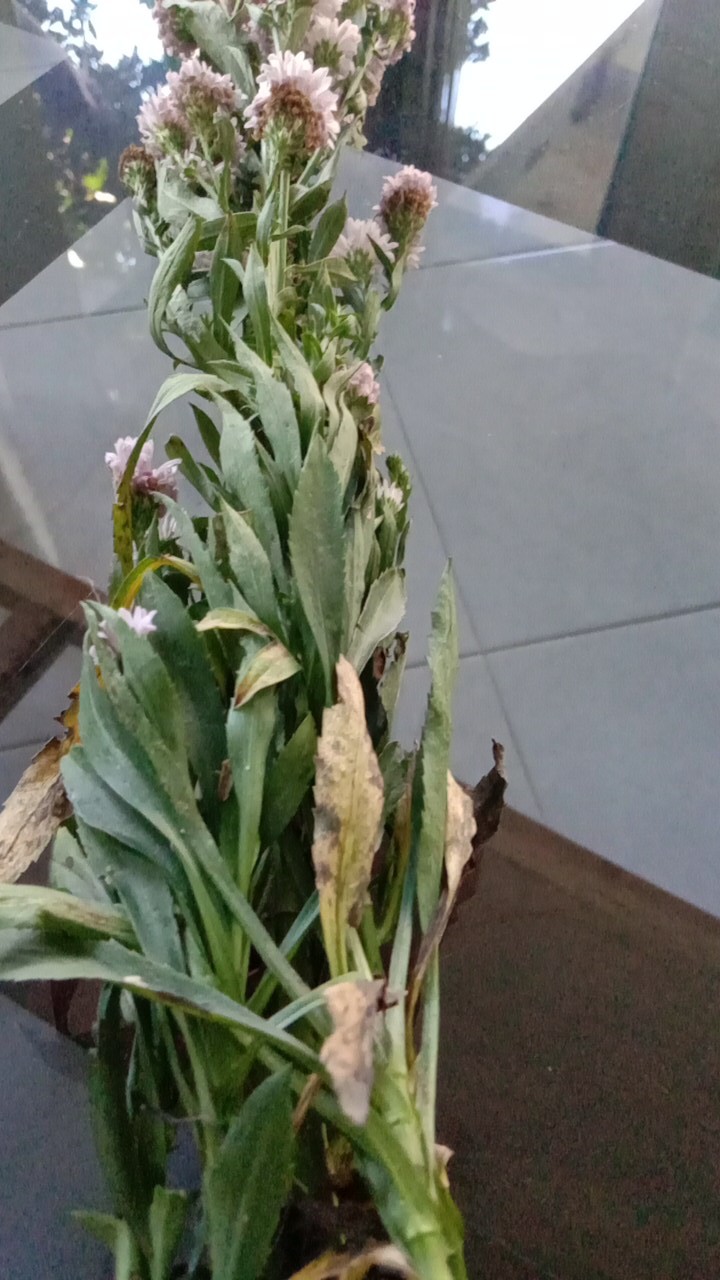 Tanaman Hias Bunga Pikok Biru