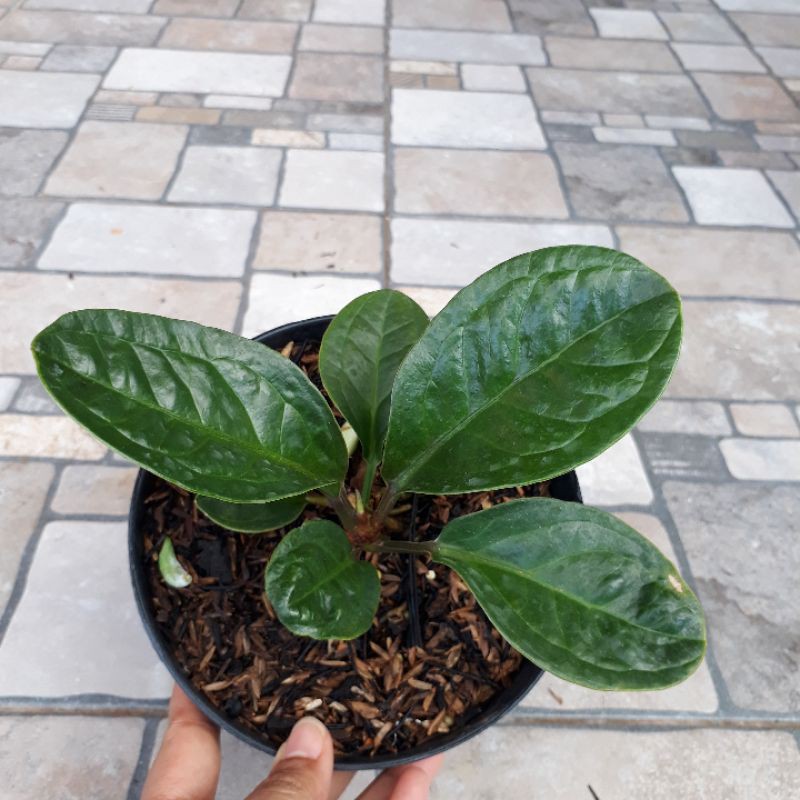 Jemani Mangkok Curly