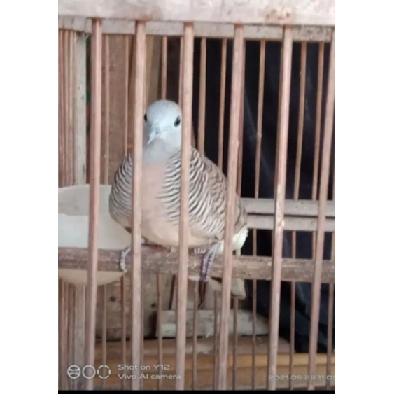 Burung perkutut lokal katuranggan Rupa Cahyo