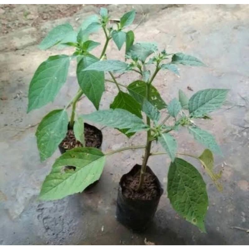 Bibit pohon ciplukan/Tanaman herbal ciplukan