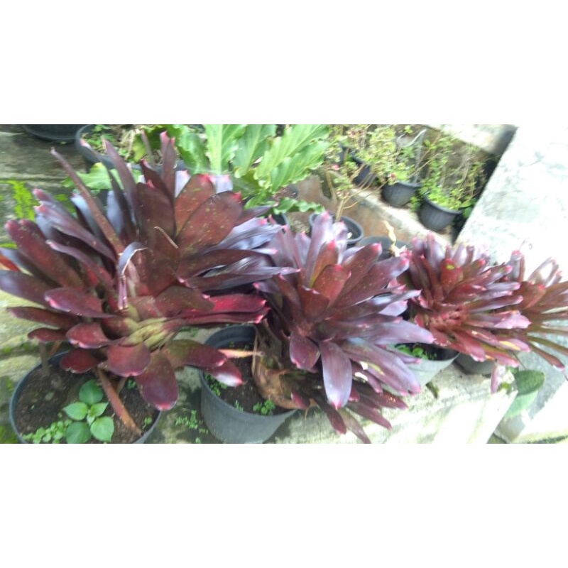 Bromelia merah jumbo