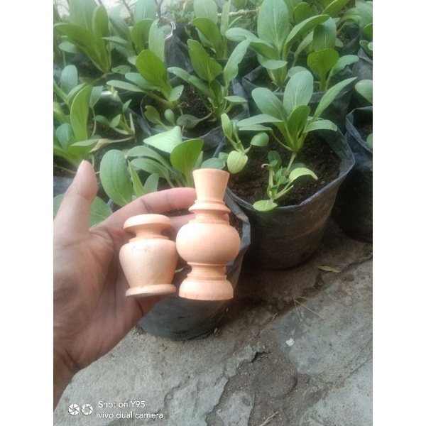 pion murai mentah. mahkota sangkar murai